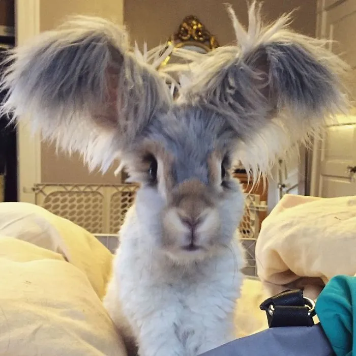 Wally - The Cutest Rabbit In The World