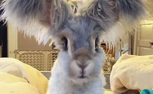 Wally - The Cutest Rabbit In The World