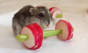 We Made A Tiny Vegetable Gym For Hamsters Who Hate Exercise