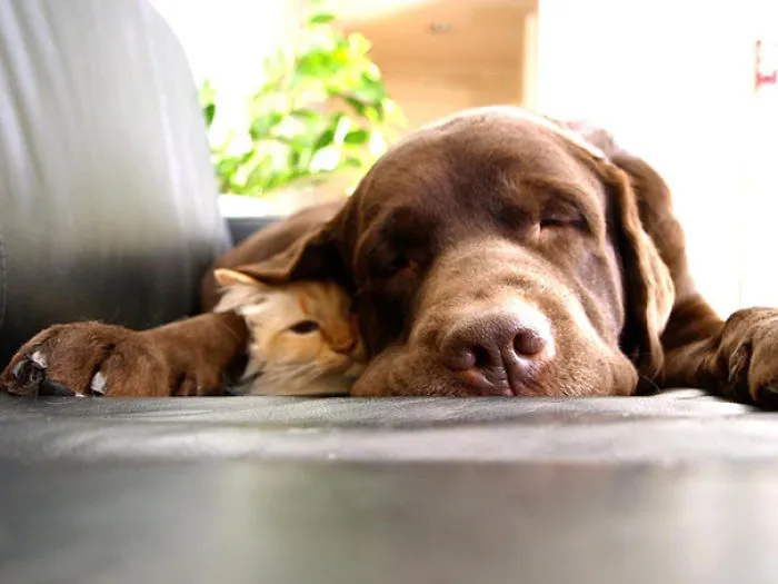 My Friend Got New Cat And Her Dog Adopted Her Immediately, They Always Sleep Like This