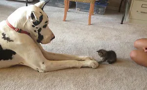 112 Pics Proving That Cats And Dogs Can Be Best Friends