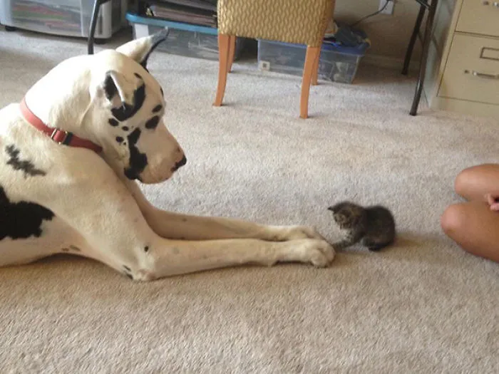 Louis Made A New Friend
