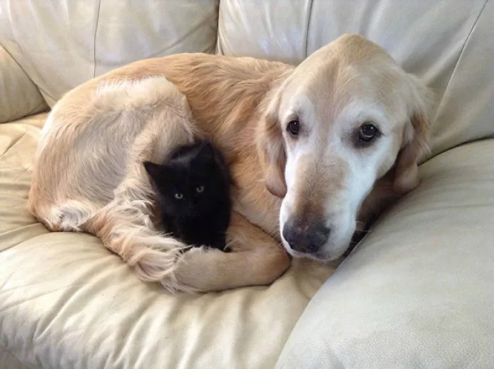 Forsberg Really Missed Having A Cat. Problem Solved