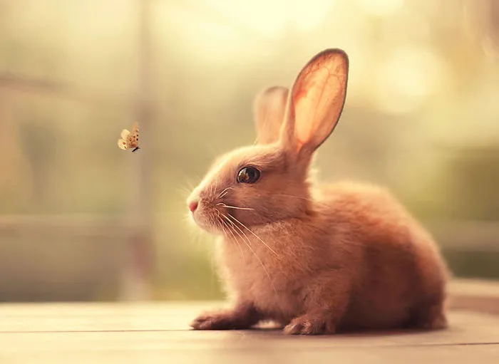 Cute bunny gazing at a small butterfly in warm, soft lighting.