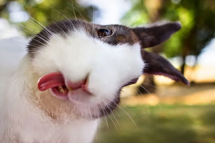 Cute Bunny