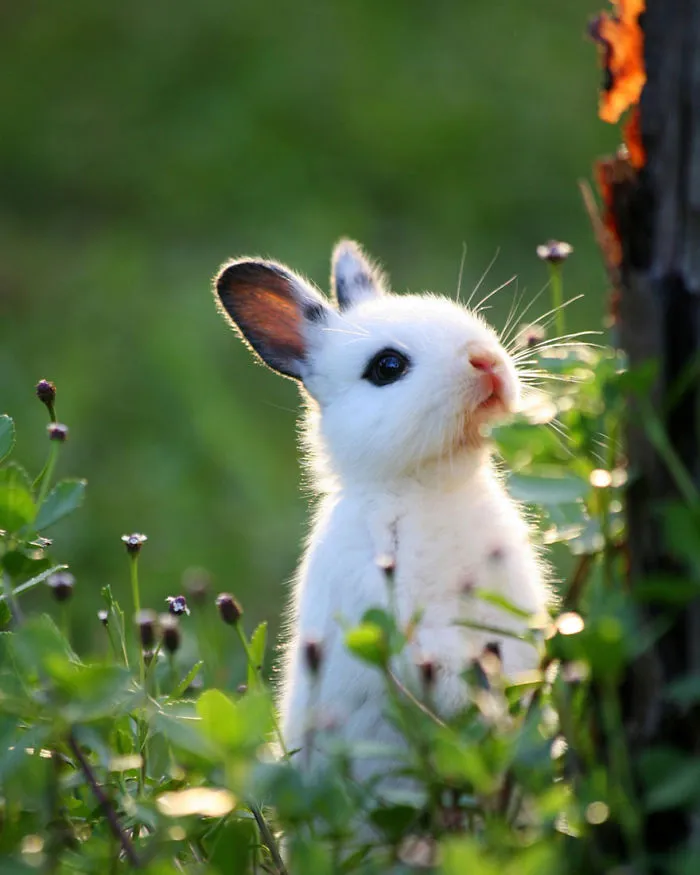 Baby Bunny In The Woods