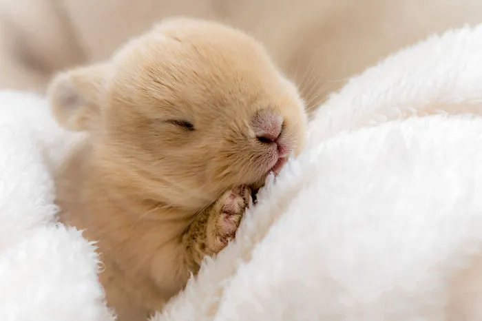 Cute baby bunny sleeping on a soft white blanket.