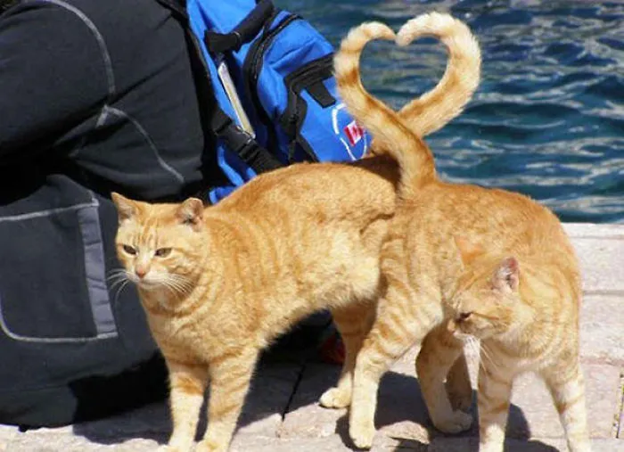 Perfectly Timed Cats