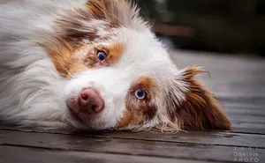 Photographing Dogs Can Be Tricky - And Fun :-)