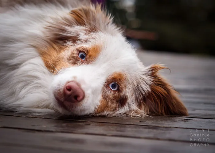 Photographing Dogs Can Be Tricky - And Fun :-)