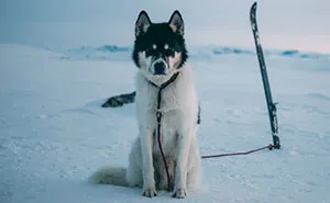 I Quit My Job To Go On Adventures With My Husky