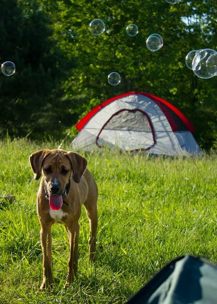 "Camping With Dogs" Instagram Will Inspire You To Go Hiking With Your Dog