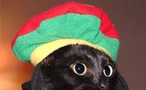 23 Cats In Halloween Costumes That Wish This Holiday Never Existed