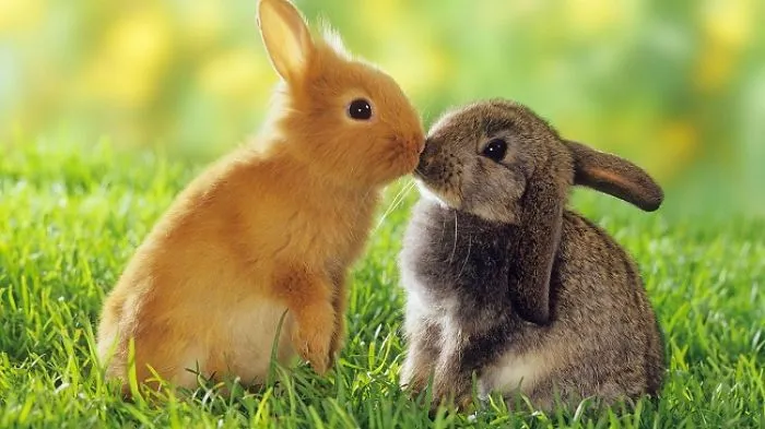 Two cute bunnies snuggling on green grass.
