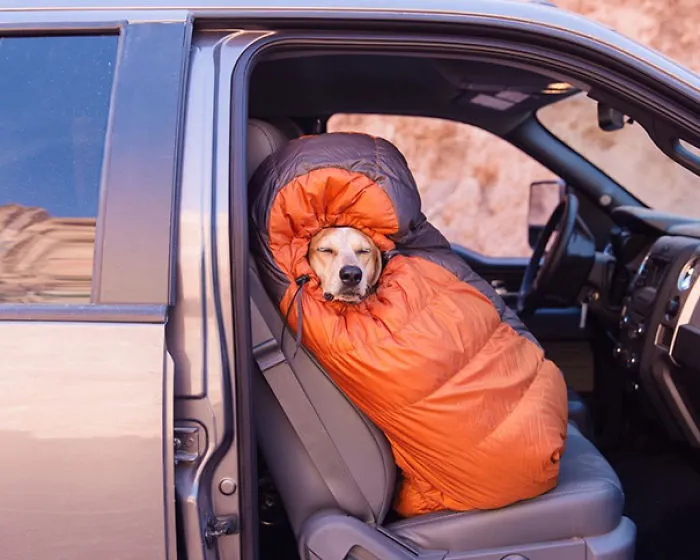 "Camping With Dogs" Instagram Will Inspire You To Go Hiking With Your Dog