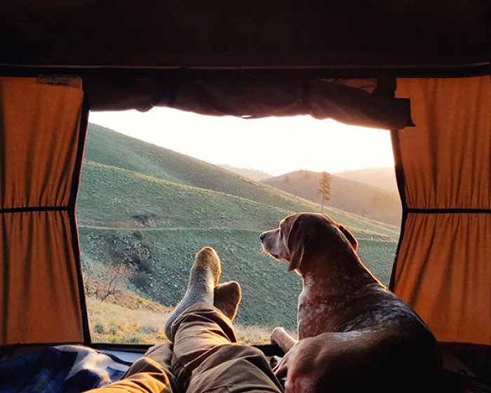 "Camping With Dogs" Instagram Will Inspire You To Go Hiking With Your Dog