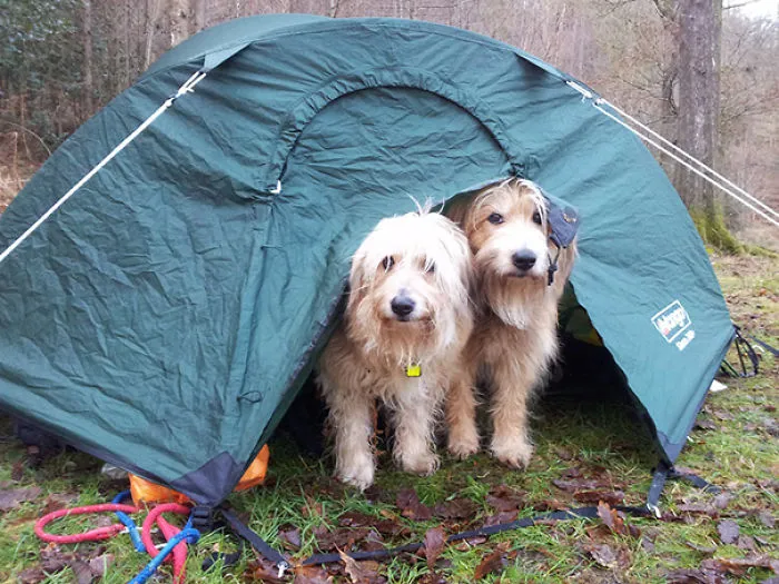 "Camping With Dogs" Instagram Will Inspire You To Go Hiking With Your Dog