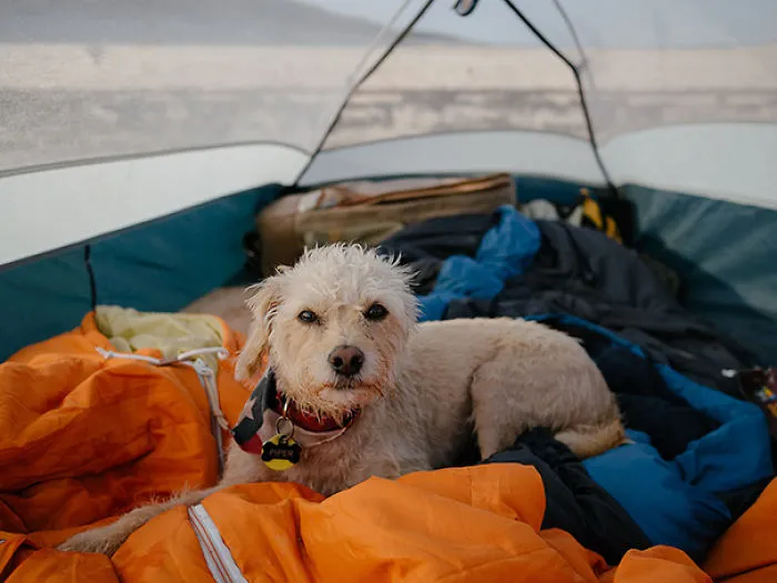 "Camping With Dogs" Instagram Will Inspire You To Go Hiking With Your Dog