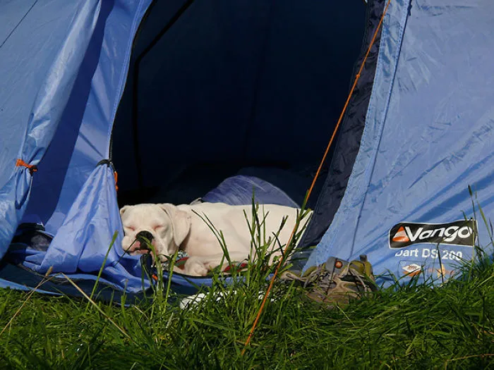 "Camping With Dogs" Instagram Will Inspire You To Go Hiking With Your Dog