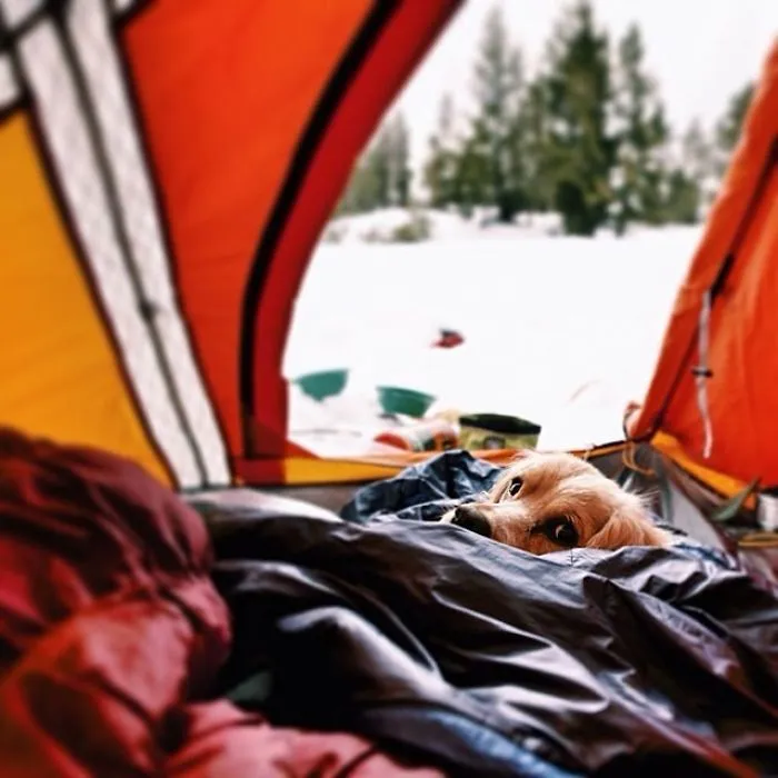 "Camping With Dogs" Instagram Will Inspire You To Go Hiking With Your Dog