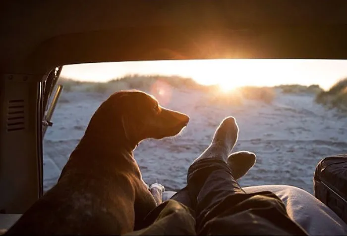 "Camping With Dogs" Instagram Will Inspire You To Go Hiking With Your Dog