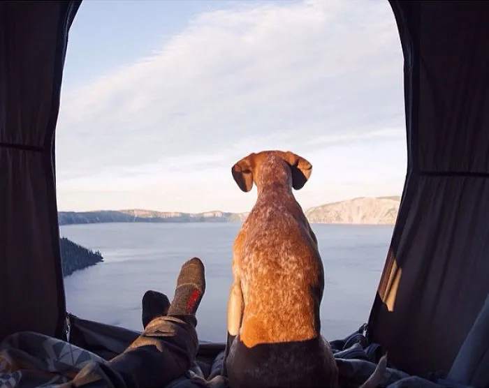 "Camping With Dogs" Instagram Will Inspire You To Go Hiking With Your Dog