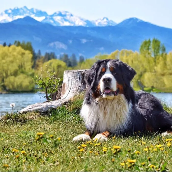 "Camping With Dogs" Instagram Will Inspire You To Go Hiking With Your Dog
