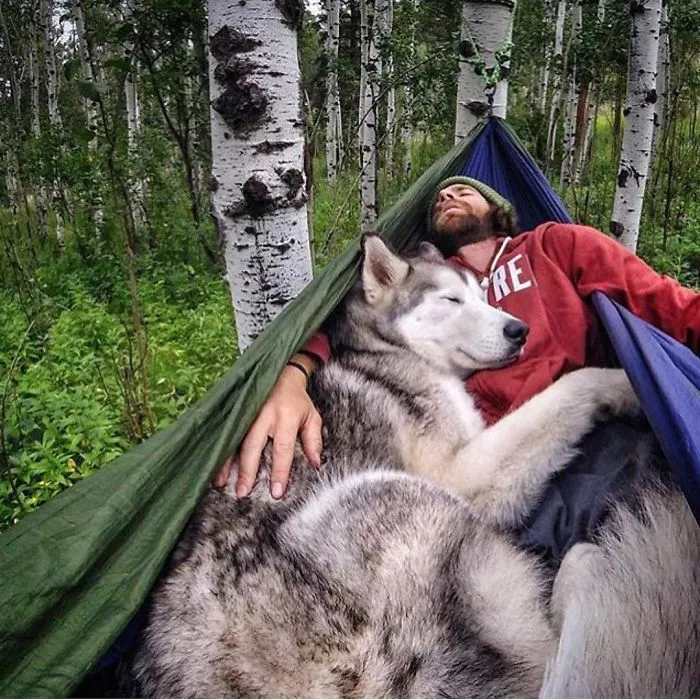 "Camping With Dogs" Instagram Will Inspire You To Go Hiking With Your Dog