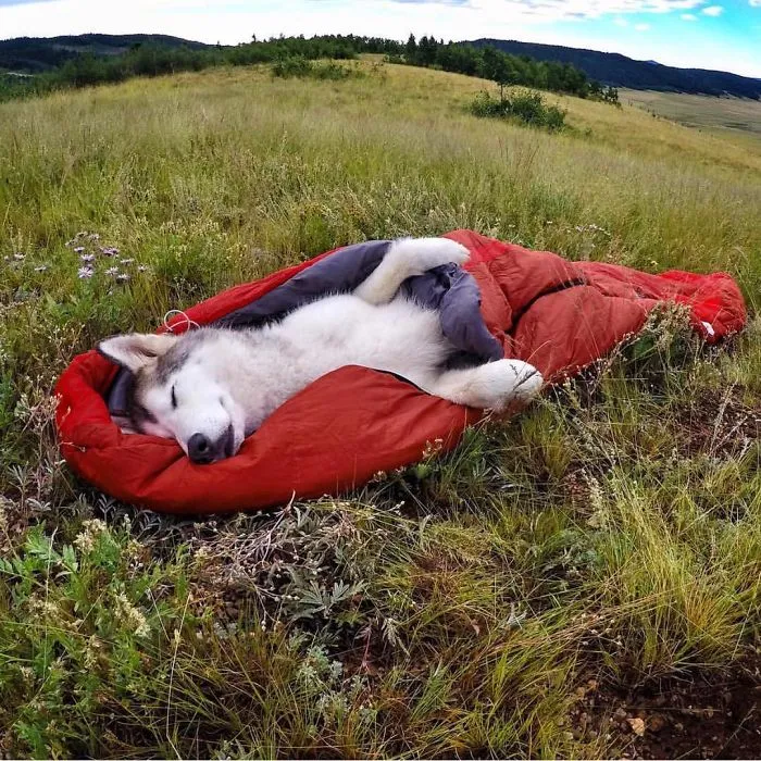 "Camping With Dogs" Instagram Will Inspire You To Go Hiking With Your Dog