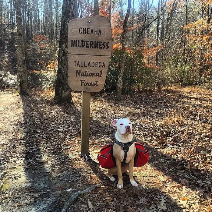 "Camping With Dogs" Instagram Will Inspire You To Go Hiking With Your Dog