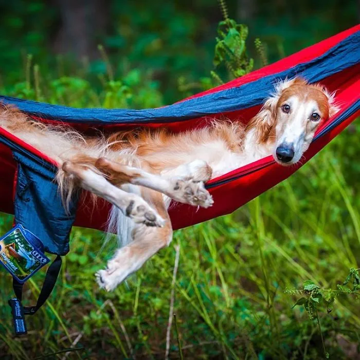 "Camping With Dogs" Instagram Will Inspire You To Go Hiking With Your Dog