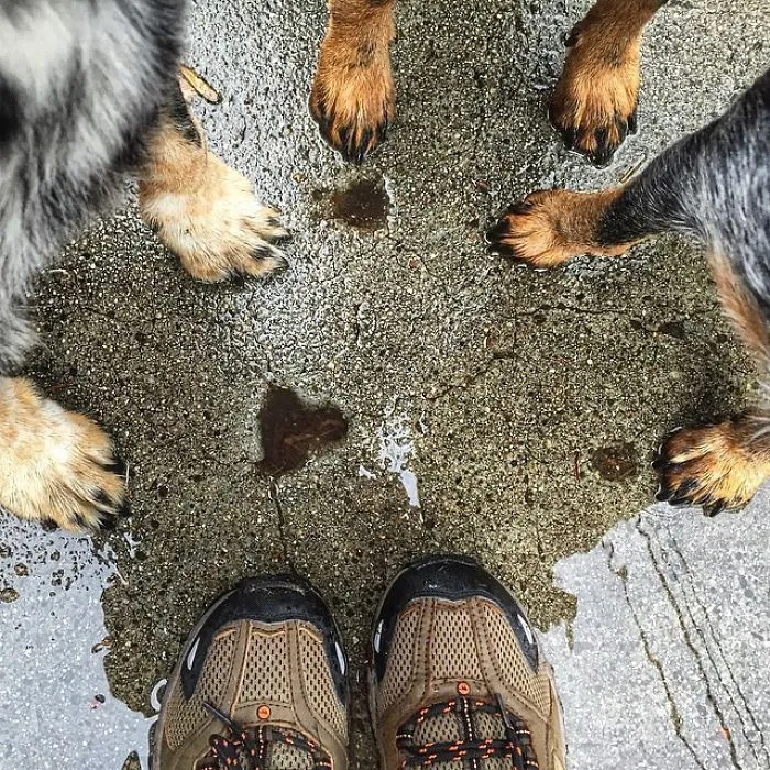 "Camping With Dogs" Instagram Will Inspire You To Go Hiking With Your Dog