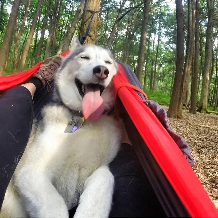 "Camping With Dogs" Instagram Will Inspire You To Go Hiking With Your Dog