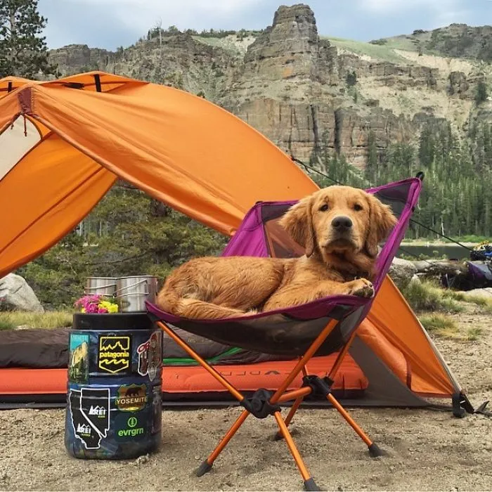 "Camping With Dogs" Instagram Will Inspire You To Go Hiking With Your Dog