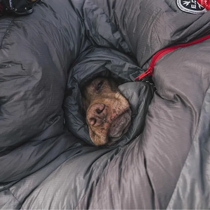"Camping With Dogs" Instagram Will Inspire You To Go Hiking With Your Dog