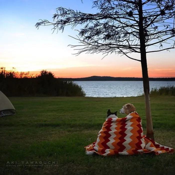 "Camping With Dogs" Instagram Will Inspire You To Go Hiking With Your Dog