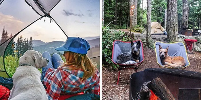 "Camping With Dogs" Instagram Will Inspire You To Go Hiking With Your Dog