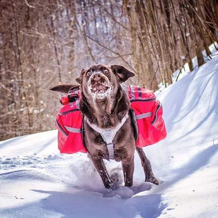"Camping With Dogs" Instagram Will Inspire You To Go Hiking With Your Dog