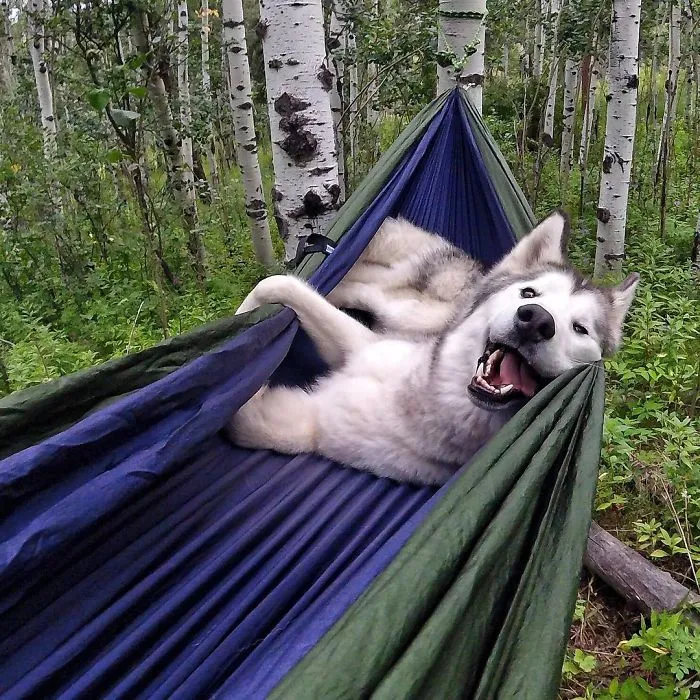"Camping With Dogs" Instagram Will Inspire You To Go Hiking With Your Dog