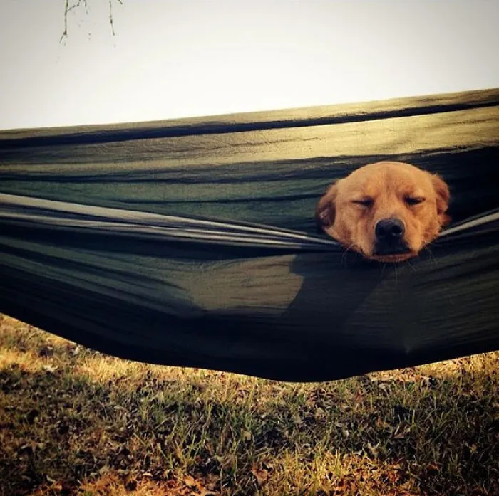 "Camping With Dogs" Instagram Will Inspire You To Go Hiking With Your Dog