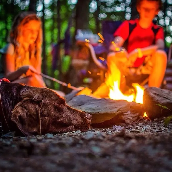 "Camping With Dogs" Instagram Will Inspire You To Go Hiking With Your Dog