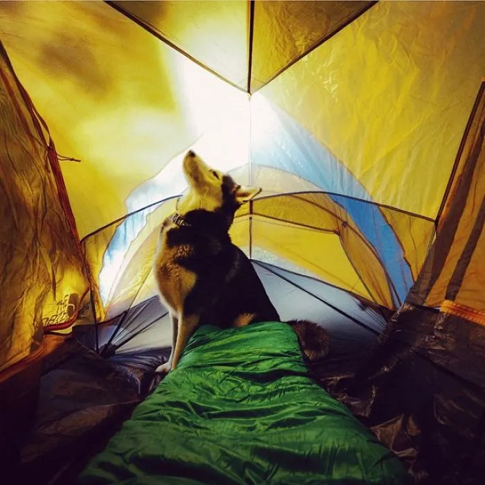 "Camping With Dogs" Instagram Will Inspire You To Go Hiking With Your Dog
