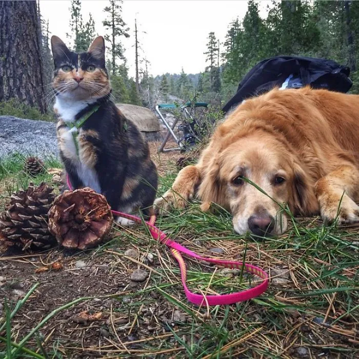 "Camping With Dogs" Instagram Will Inspire You To Go Hiking With Your Dog