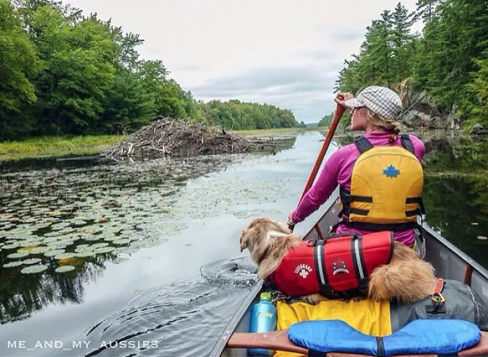 "Camping With Dogs" Instagram Will Inspire You To Go Hiking With Your Dog