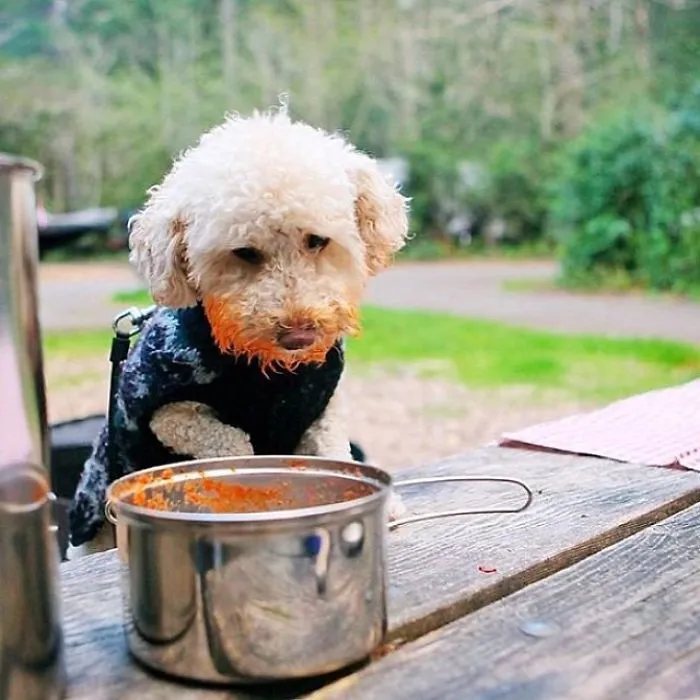 "Camping With Dogs" Instagram Will Inspire You To Go Hiking With Your Dog