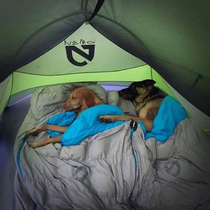 "Camping With Dogs" Instagram Will Inspire You To Go Hiking With Your Dog