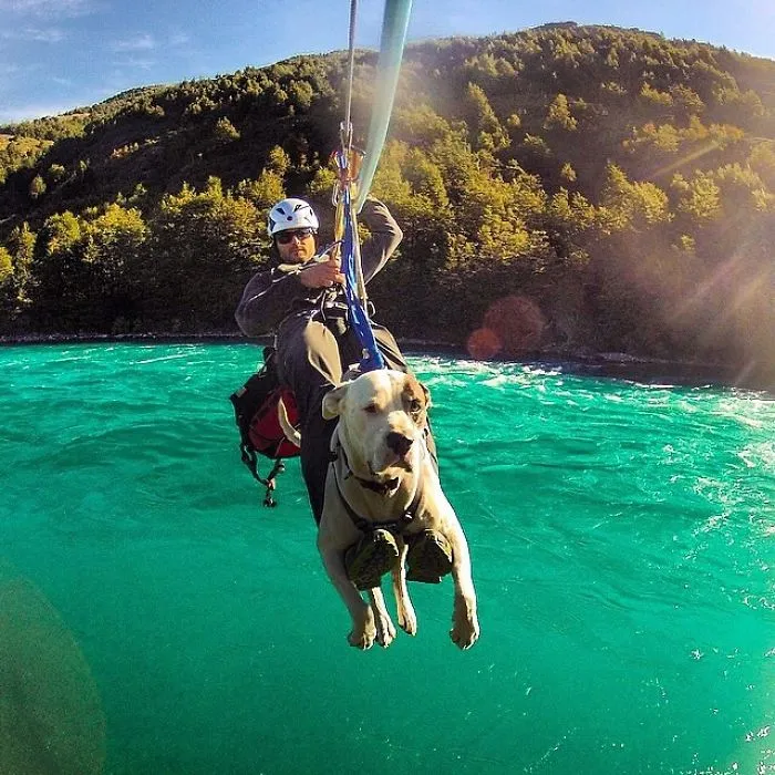 "Camping With Dogs" Instagram Will Inspire You To Go Hiking With Your Dog