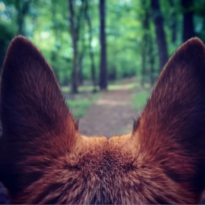 "Camping With Dogs" Instagram Will Inspire You To Go Hiking With Your Dog