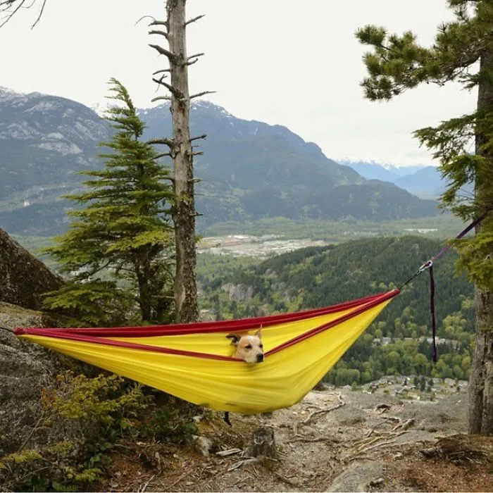 "Camping With Dogs" Instagram Will Inspire You To Go Hiking With Your Dog