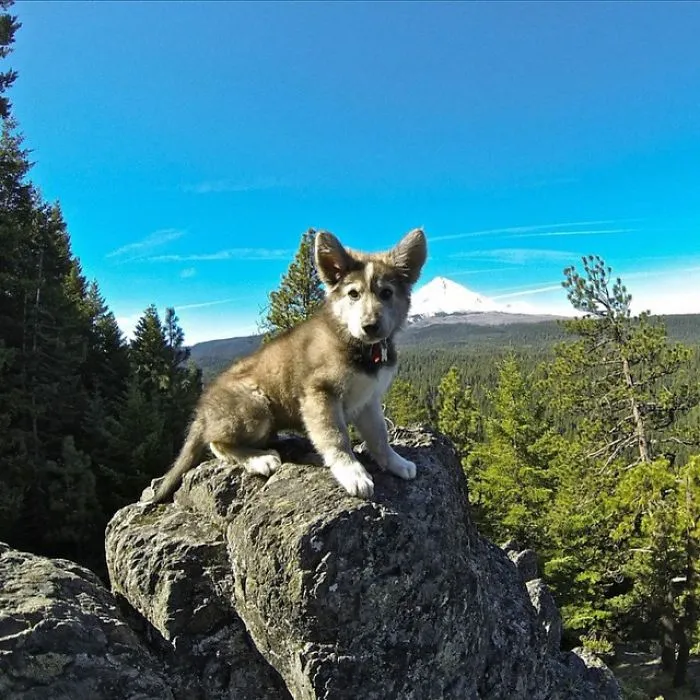 "Camping With Dogs" Instagram Will Inspire You To Go Hiking With Your Dog
